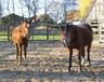 Boerderij, afbeelding 22